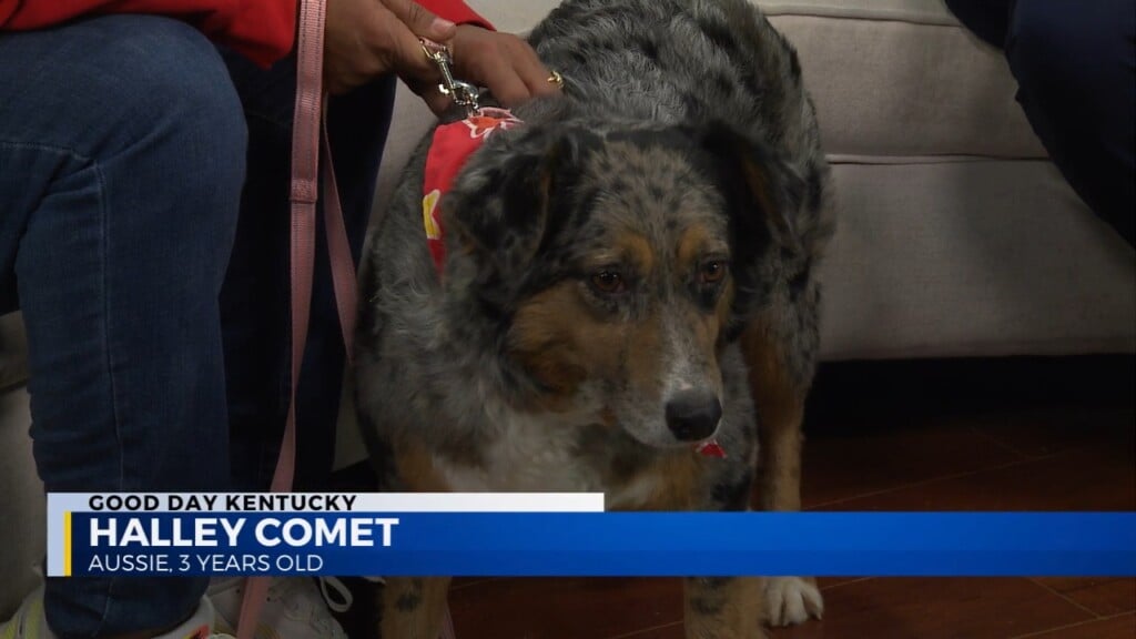 Halley's Holliday Search