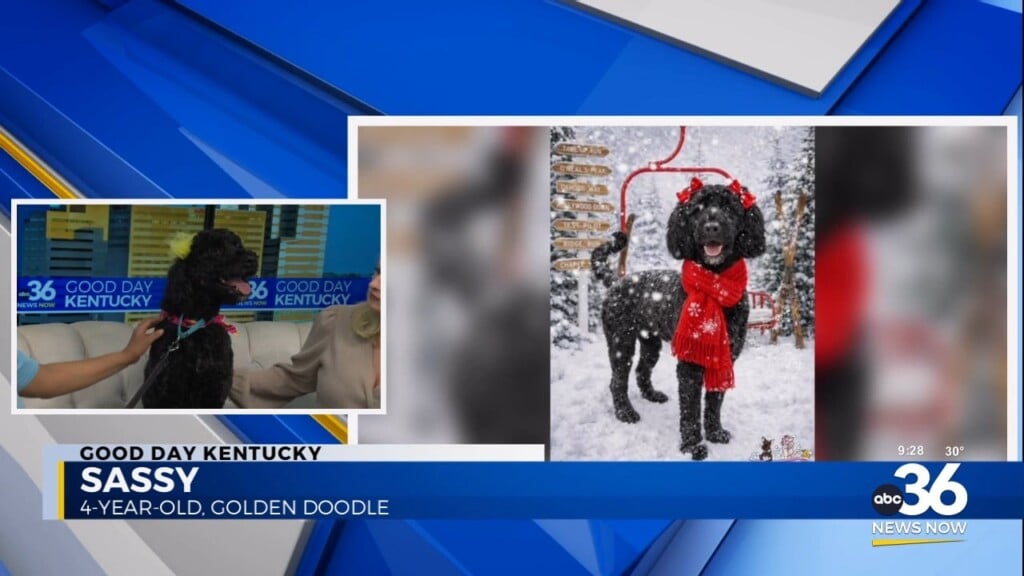 Add Some Sass To Your Life With Sassy