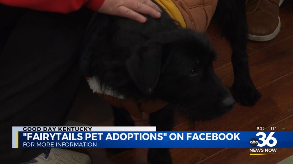 Oreo Is Ready To Dunk Some Love With His New Forever Home