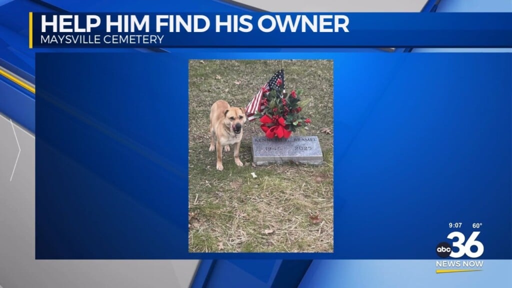 Mason County Animal Shelter Is Asking For The Public's Help Identifying A Dog