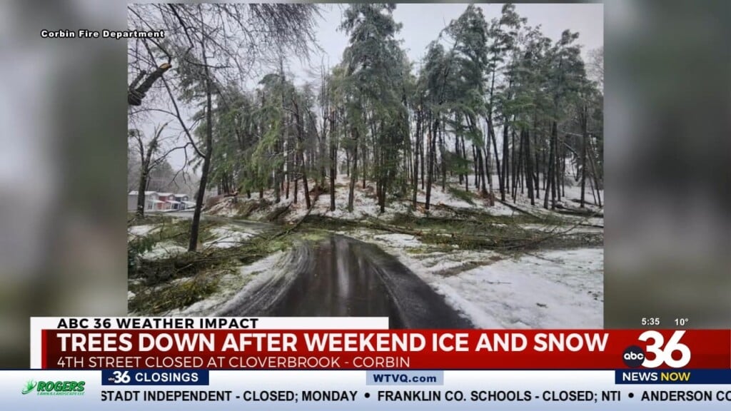 Downed Trees Due To Snow, Ice