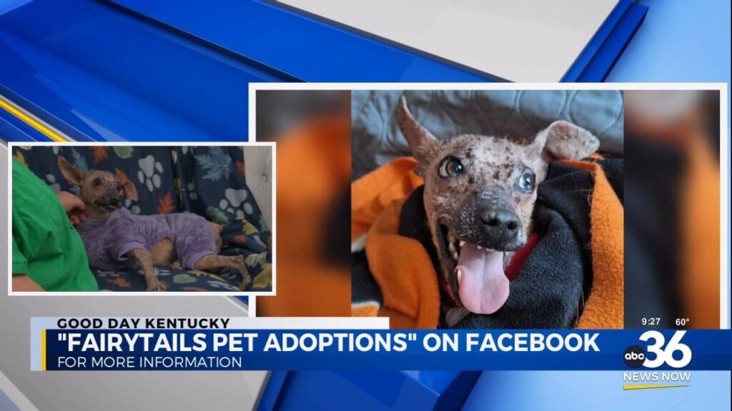 Searching For A Sweet Home For Sweetie