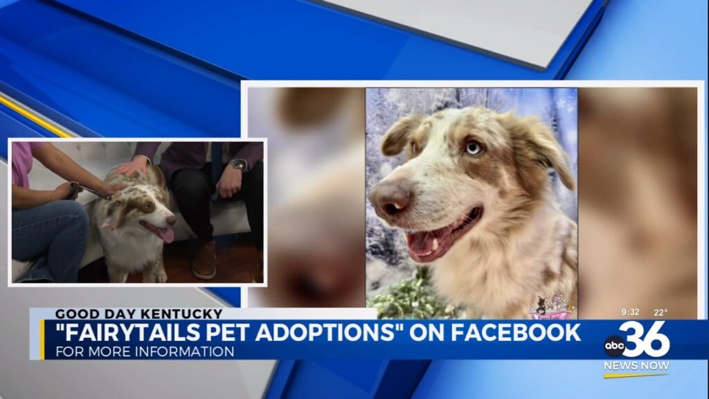 Through The Fire And The Flames, Jake Will Carry On For His Forever Home