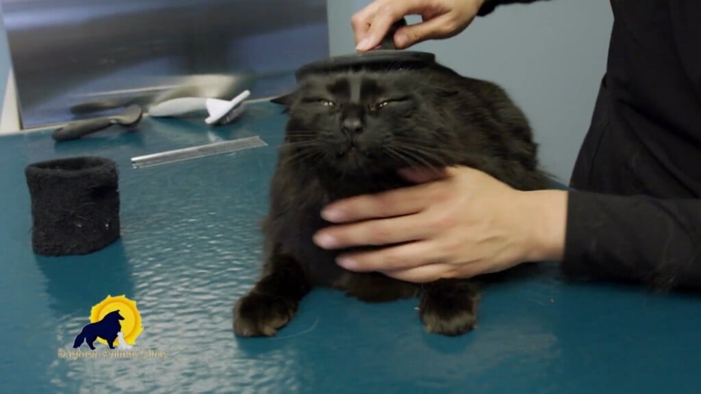 Ask The Expert: Brighton Animal Clinic Pet Grooming