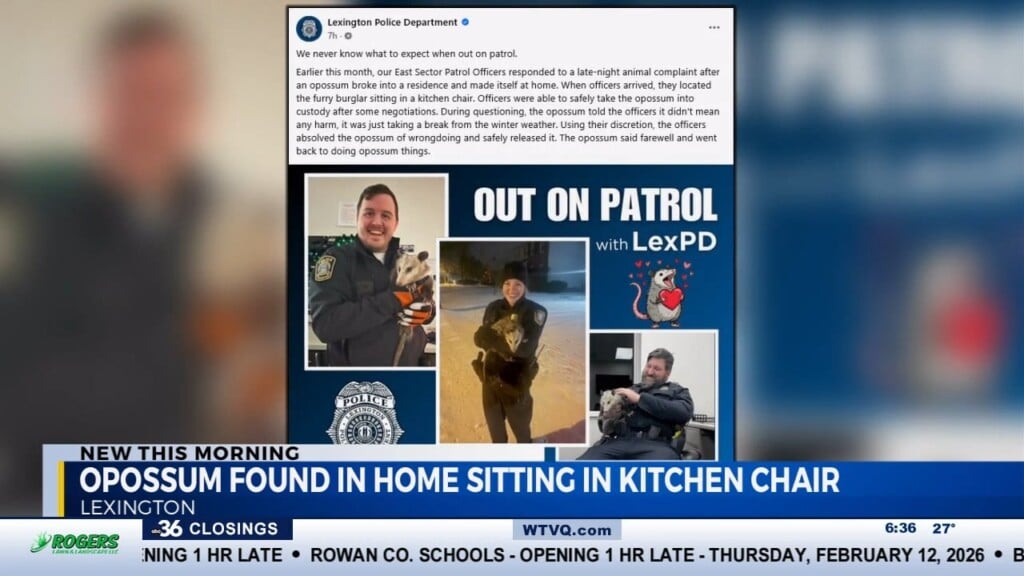 Opossum Found In Home, Sitting In Kitchen Chair