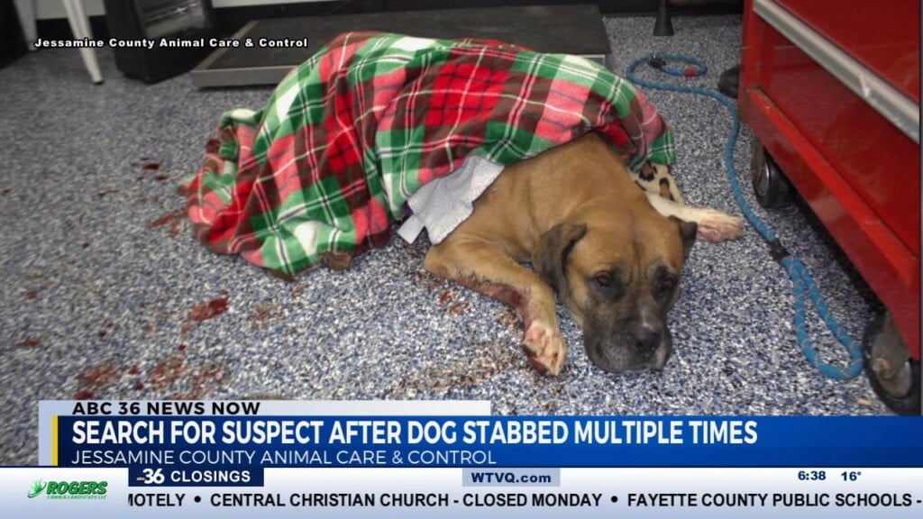 Dog Stabbed Multiple Times Is Later Euthanized, Suspect Search Continues
