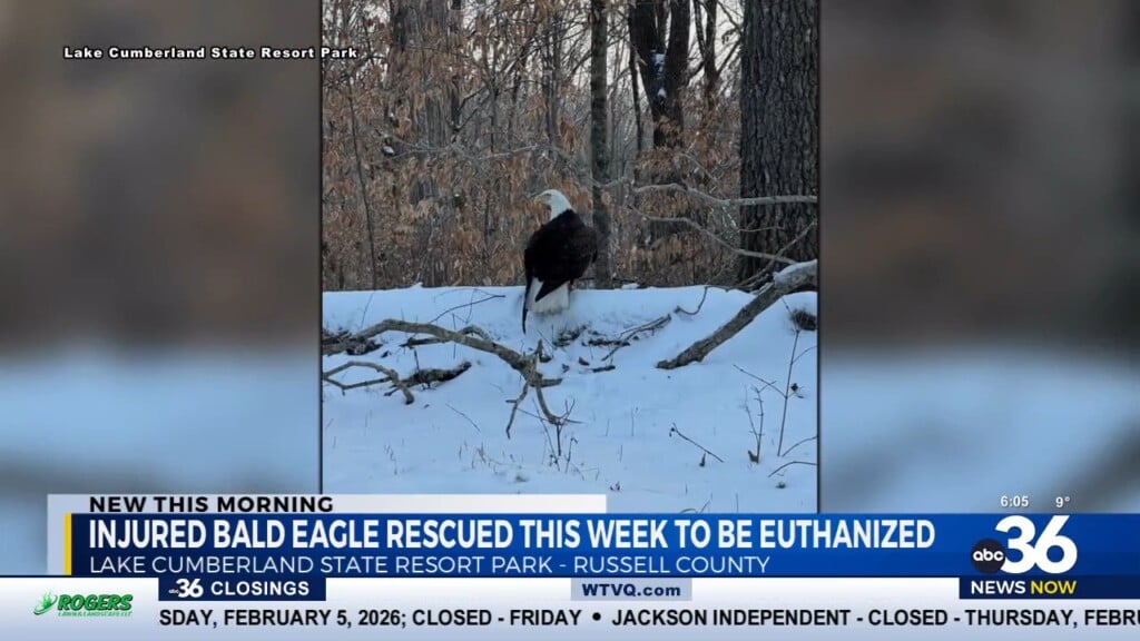 Eagle Found Shot At State Park Later Euthanized