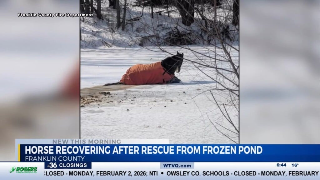 Horse Rescued From Frozen Pond