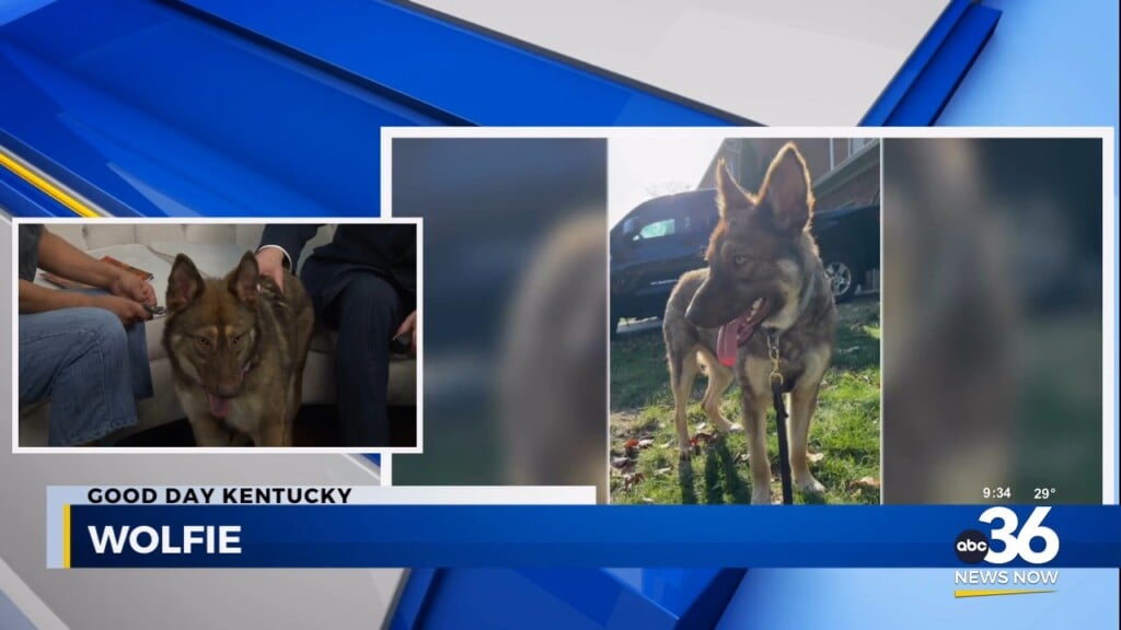 Wolfie's Wags To Wishes