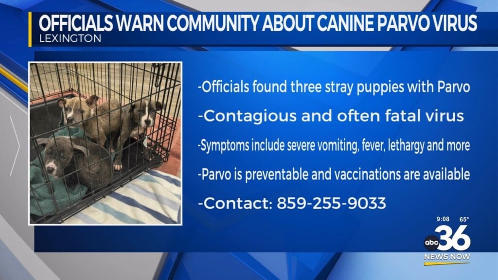 Lexington Fayette Animal Care Warns Dog Owners After Puppies Test Positive For Parvo