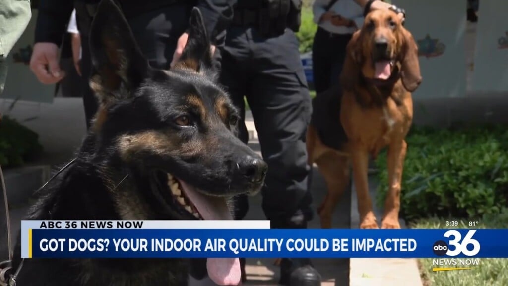 Small Study Finds Dogs May Impact Indoor Air Quality