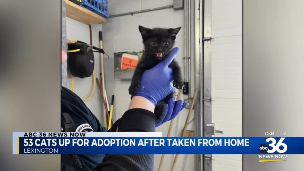 Dozens Of Cats Rescued In Lexington Will Soon Be Available For Adoption