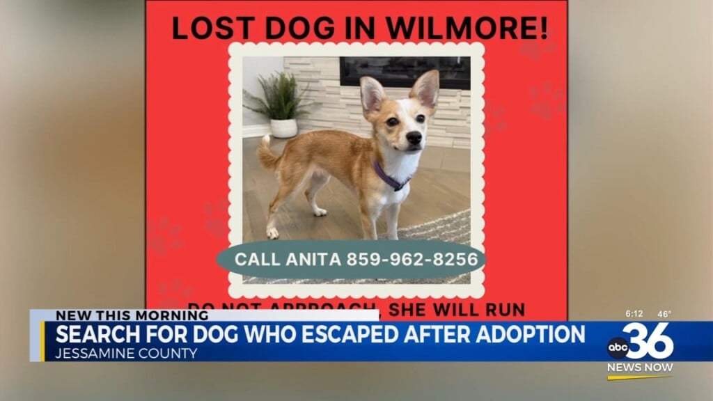 Paws 4 The Cause Searching For Lost Dog In Wilmore