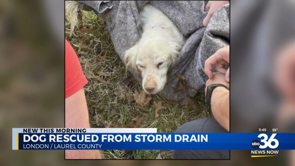 Dog Rescued From Storm Drain
