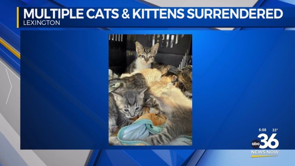 Officials Highlight Importance Of Spaying And Neutering Pets As Over 50 Cats And Kittens Are Surrendered From One Home