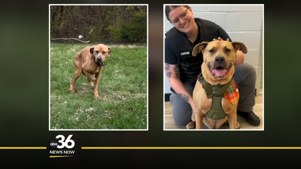 Photos of Prince Ali, the pit bull mix