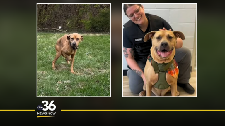 Photos of Prince Ali, the pit bull mix