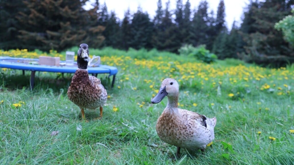 Ewscrippsbrightspotcdn