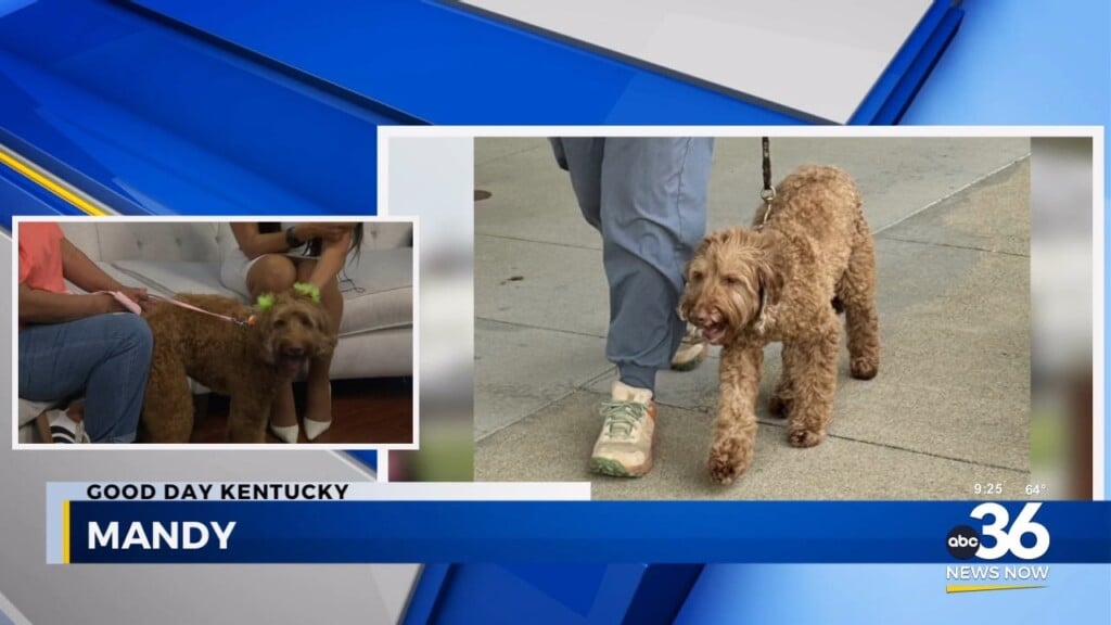 Mandy Mandy Quite Extraordinary