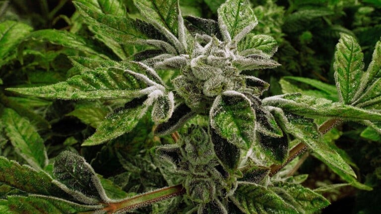 Ewscrippsbrightspotcdn