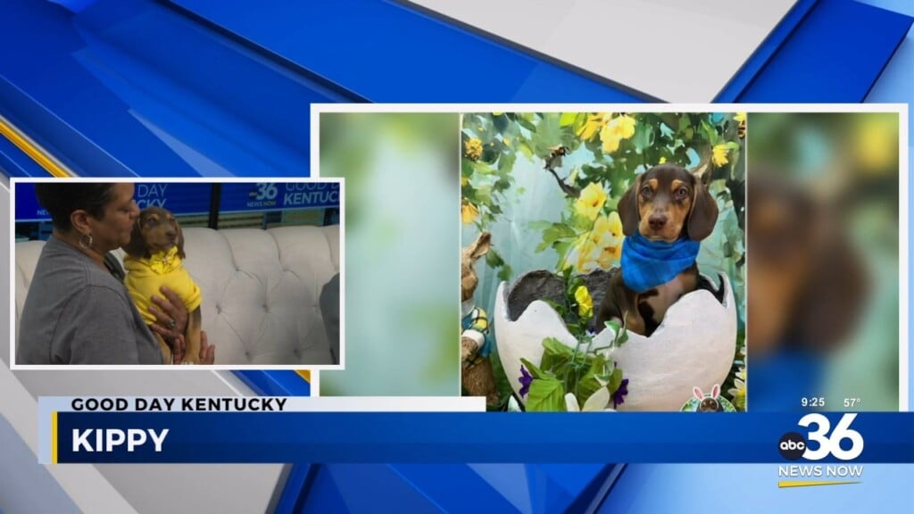 One...two...three...yippie It's Kippy