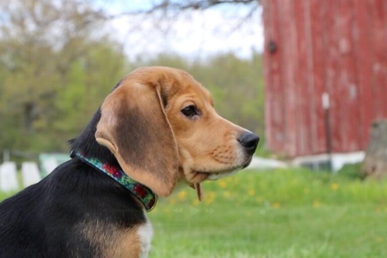 Animal Welfare Protest Wisconsin