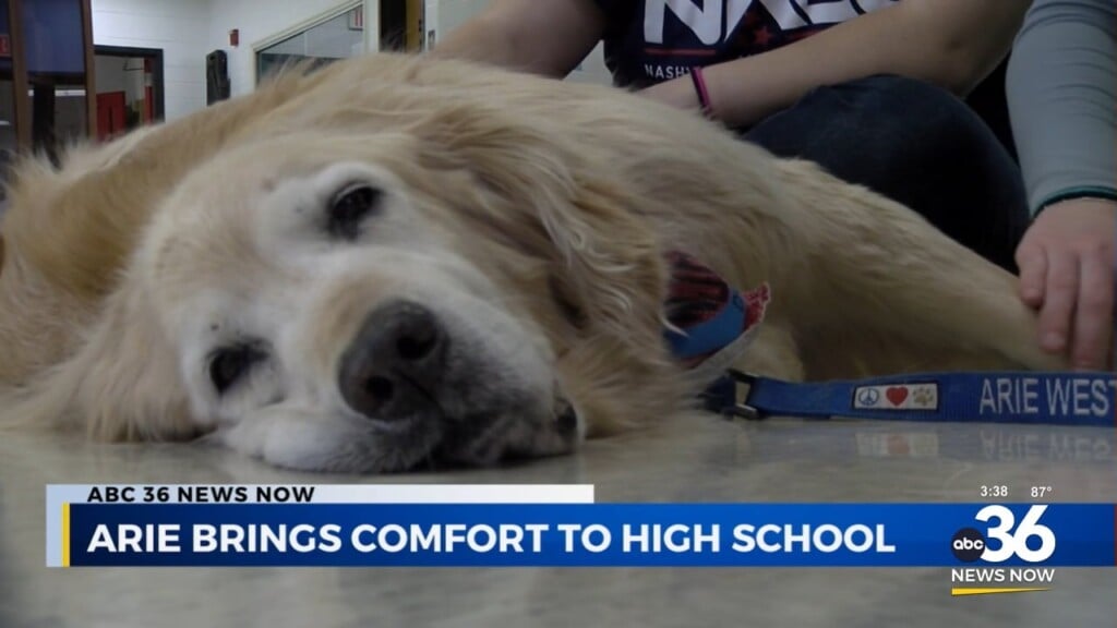 Meet "arie" The Therapy Dog Of West Jessamine High School