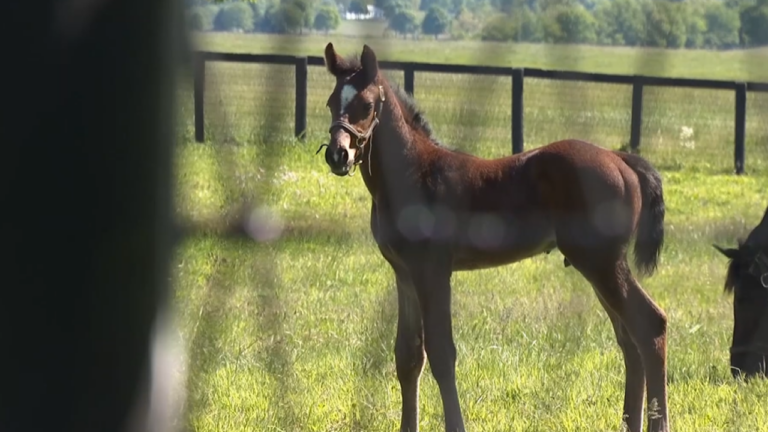 Claiborne Farm horses