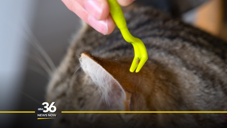 Tick removal from cat