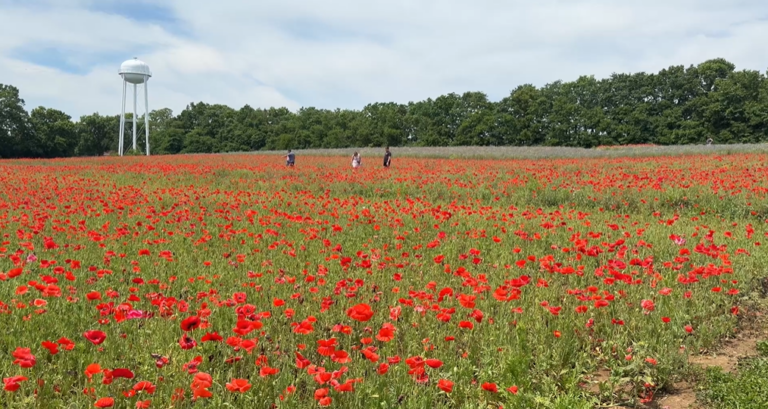 Poppy Festival 2026