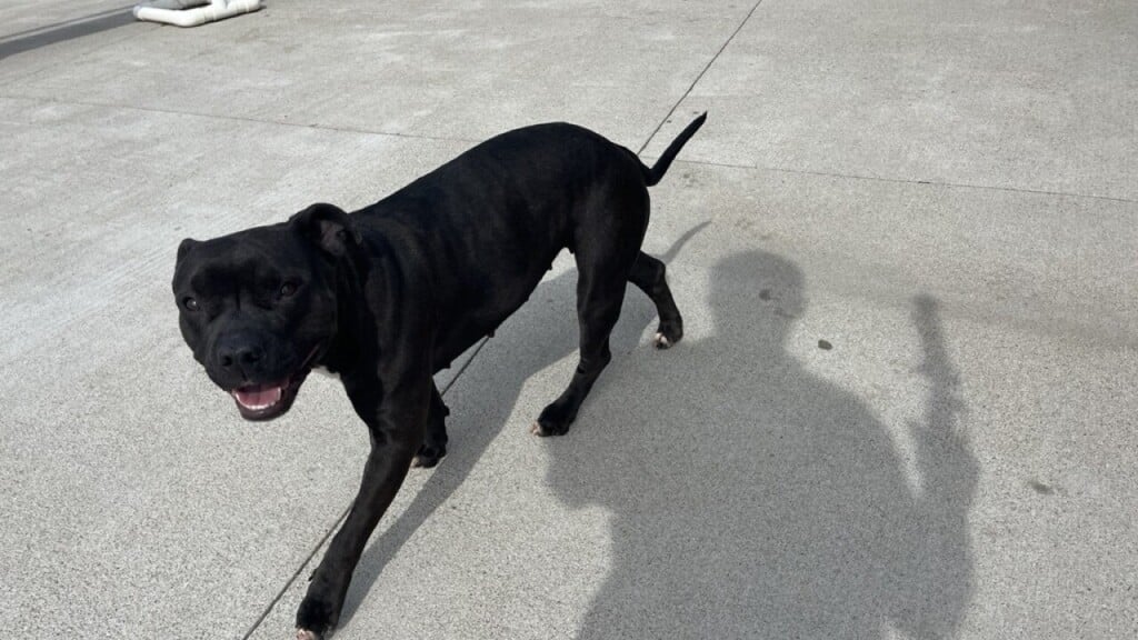 Shelter pet at Jessamine Co. animal shelter