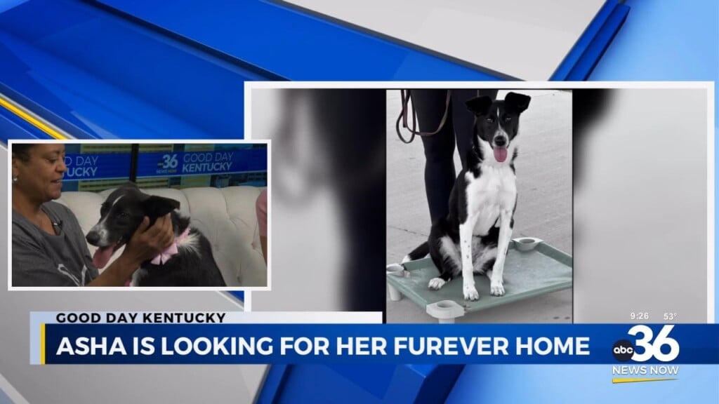 Asha's Hope For Her Furever Home