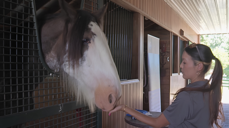 BraveHearts Equine Center hosts open house
