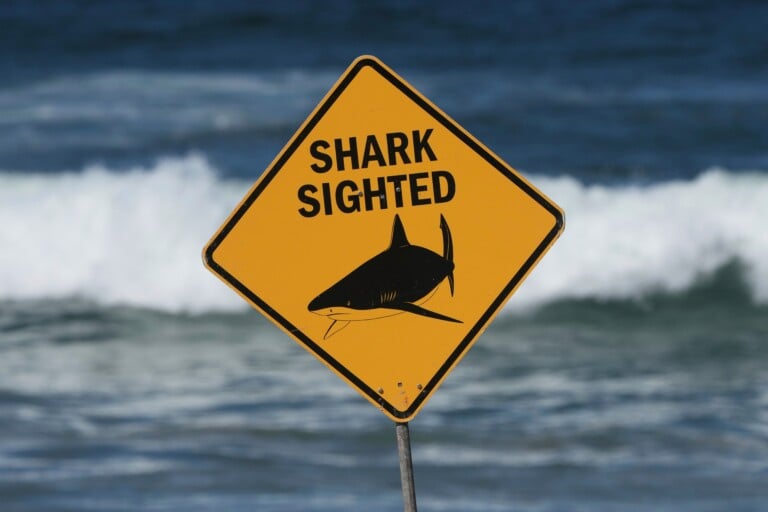 Australia Shark Attack