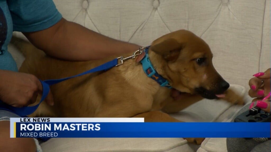Robin Masters And The Case Of The Furever Home