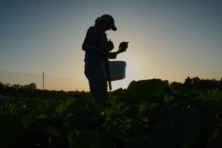 Aptopix Climate Heat Specialty Crop Farms