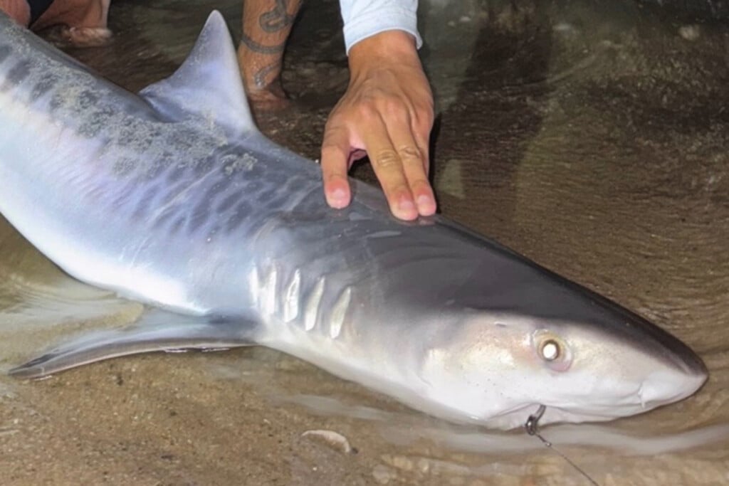 Tiger Shark Massachusetts