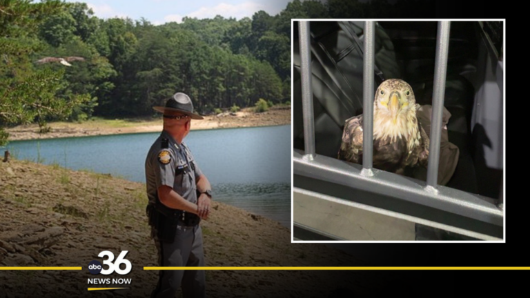 Abc36 Graphic 1