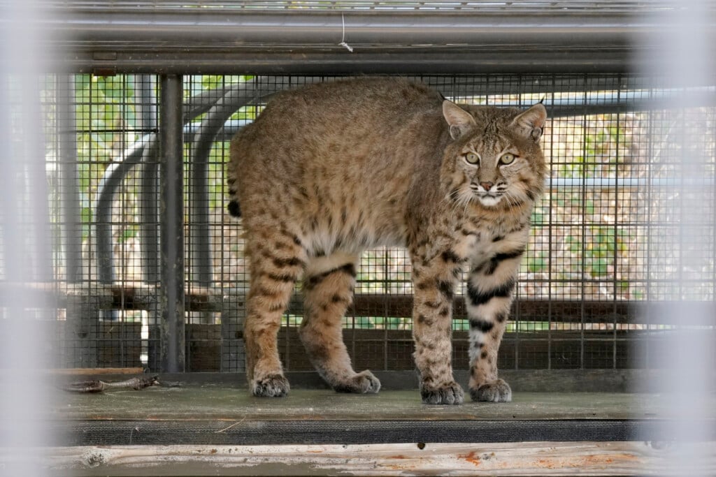 Wildfire And Wildlife Explainer