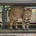 Wildfire And Wildlife Explainer