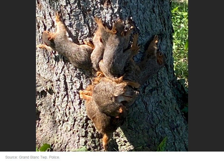 These 6 Baby Squirrels Accidentally Got Into a 'Rat King' Situation :  ScienceAlert