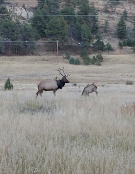 Bull Elk With Tire Courtesy Of Cpw