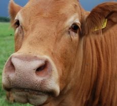 Cow 1576227 639x427 Crop