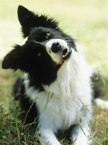 why do dogs turn their head when confused