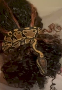 Pet snake acts as a hair scrunchie