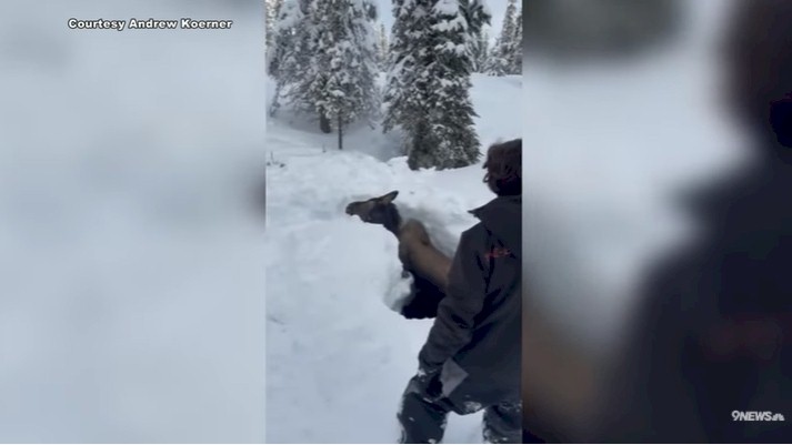 Moose2