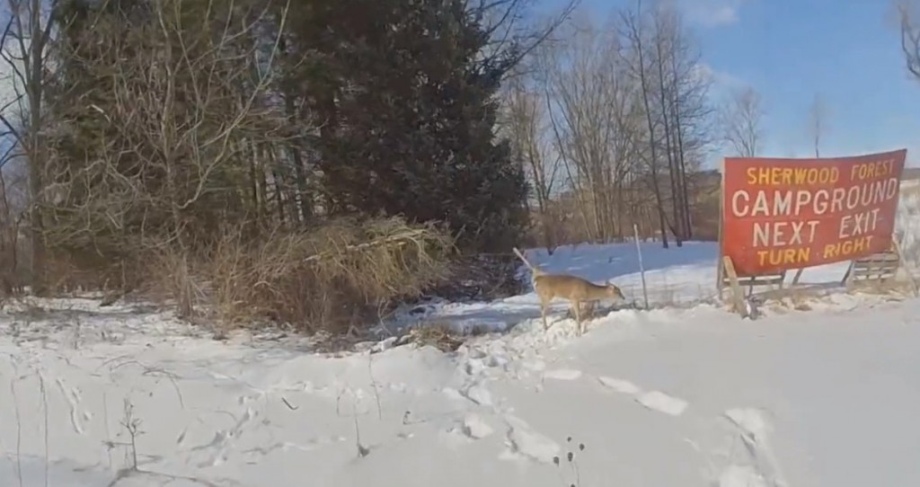 Deer