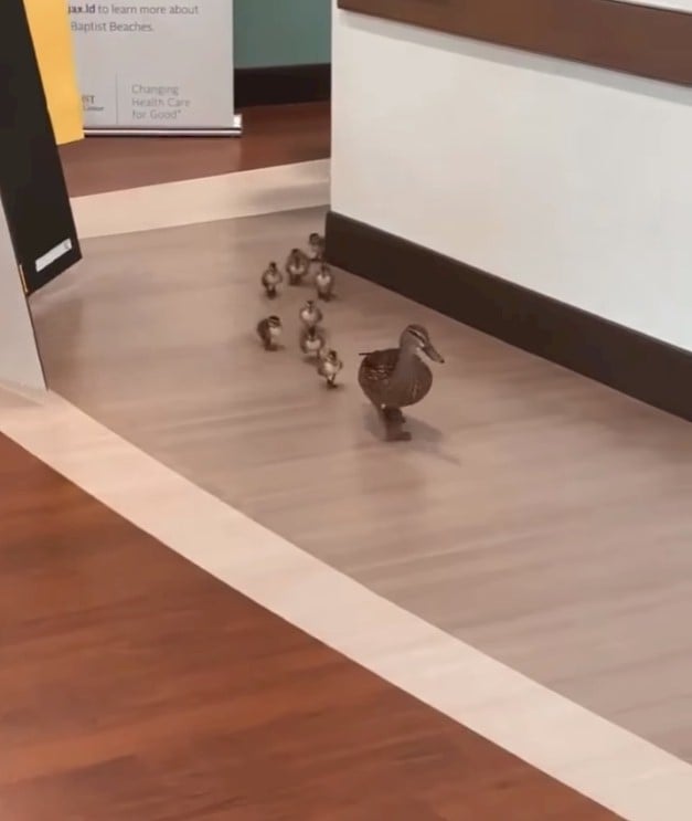 Ducks