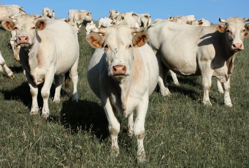 Cow Herd