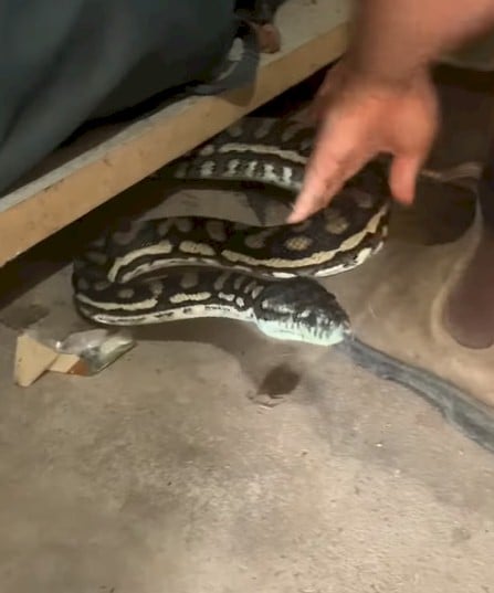 Snake
